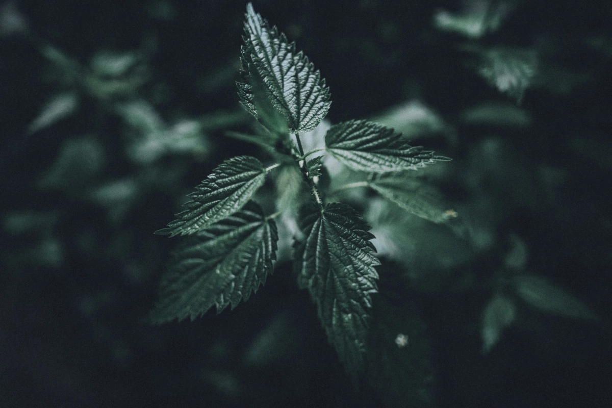 Gießen Bergwerkswald