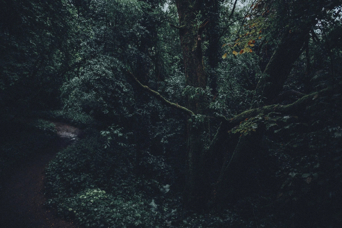 Gießen Bergwerkswald