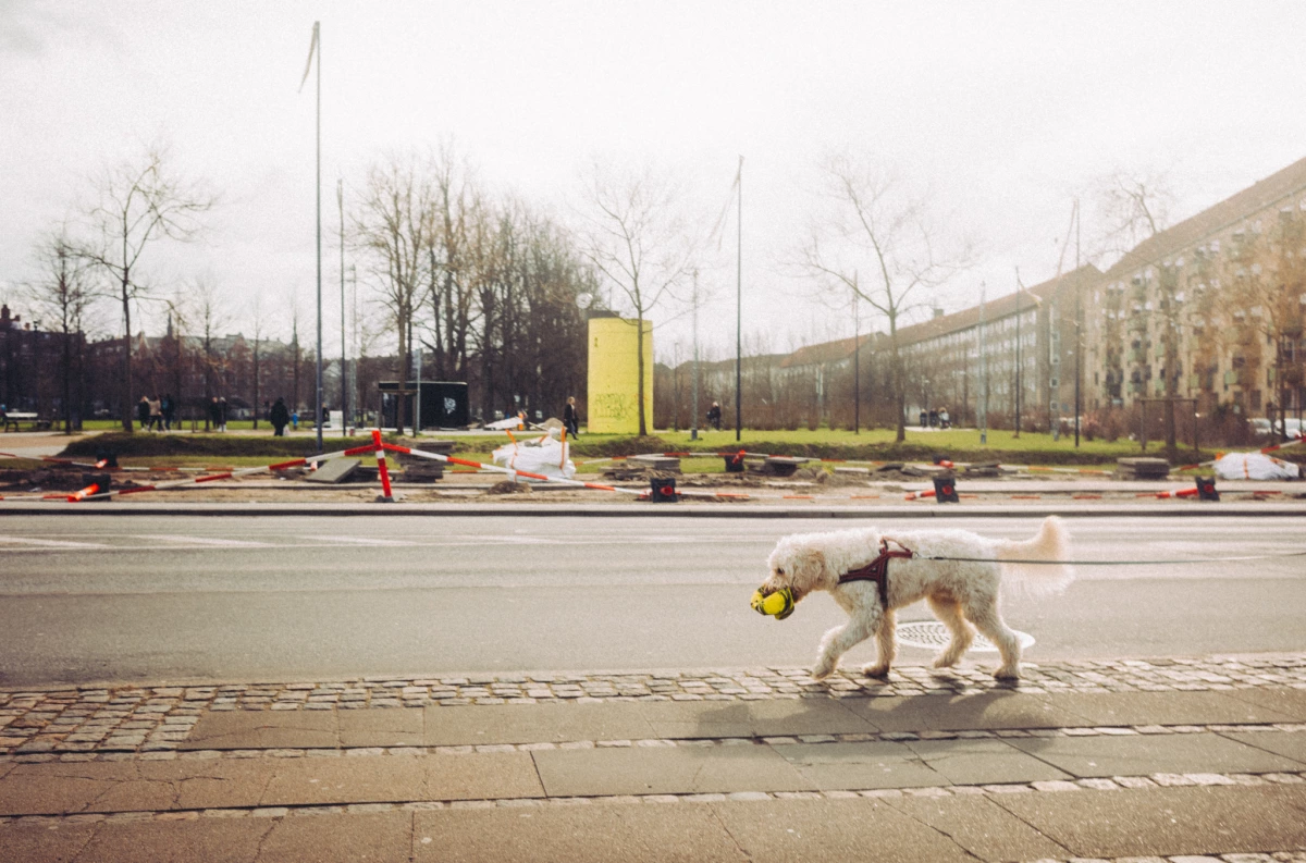 Kopenhagen Hund