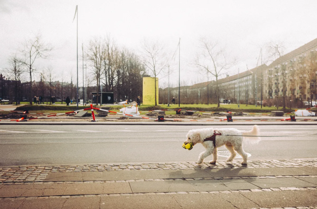 Kopenhagen Hund