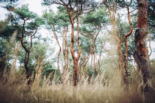 pine forest