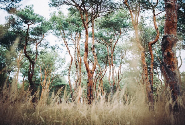 pine forest