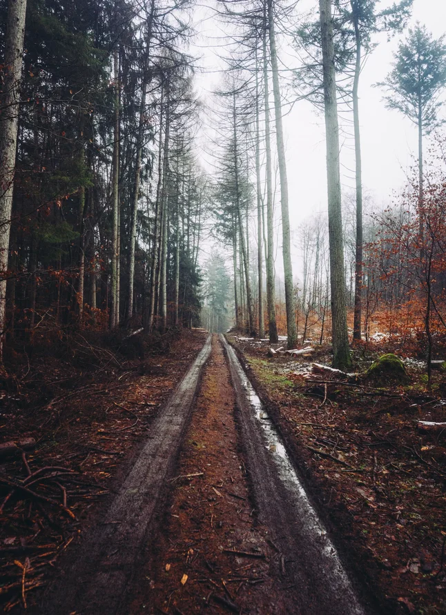 Forrest