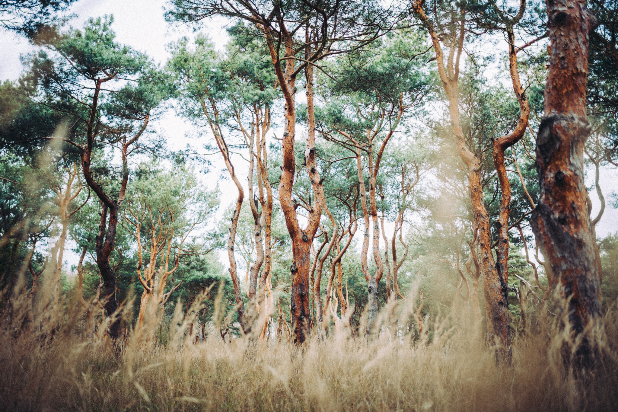 pine forest