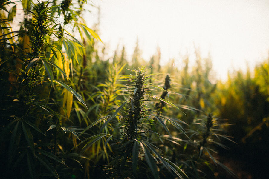 Hanffeld In Deutschland