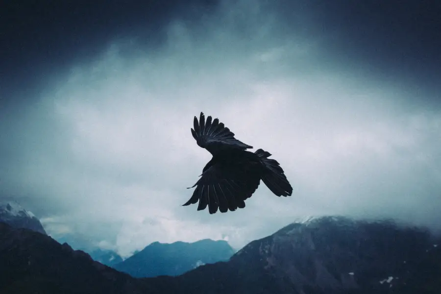 Eine Alpendohle fliegt über die Berge in Berchtesgarden