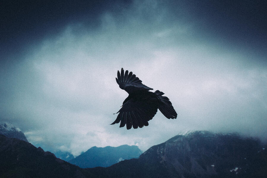 Alpendohle Berchtesgarden