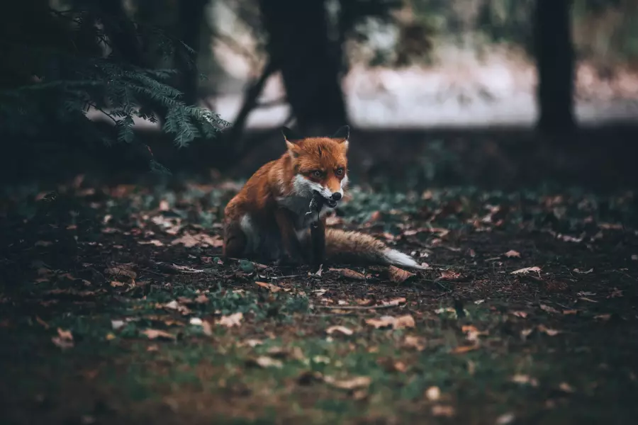 Fuchs frisst Maus