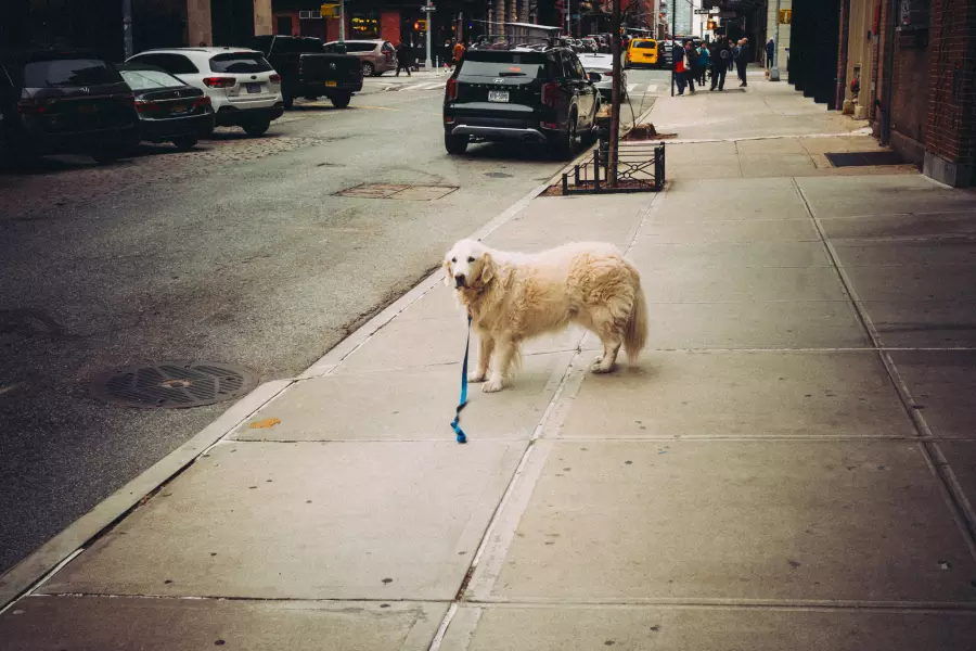 Dog in the streets of New York